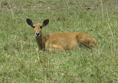 Redunca redunca