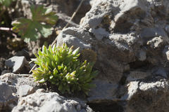 Rosularia alpestris