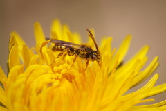 Nomada