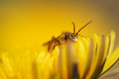 Nomada