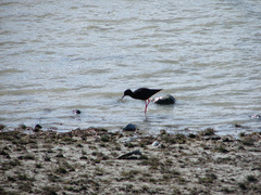 Himantopus novaezelandiae