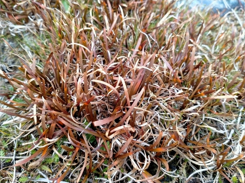 Image of Berggren's Sedge (Carex talbotii) by (c) John Barkla, some rights reserved (CC BY)