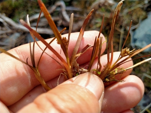 Image of Carex talbotii by (c) John Barkla, some rights reserved (CC BY)