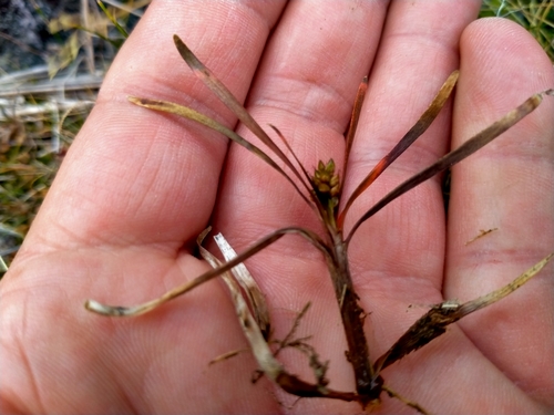 Image of Carex talbotii by (c) John Barkla, some rights reserved (CC BY)