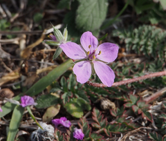 Erodium cicutarium