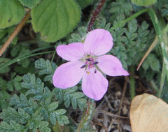 Erodium cicutarium