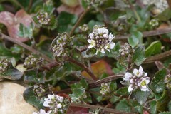 Cochlearia danica