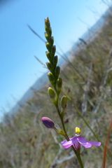 Ixia stricta