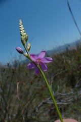 Ixia stricta