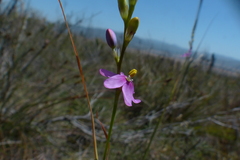 Ixia stricta