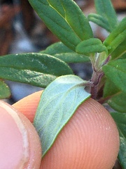 Monardella hypoleuca