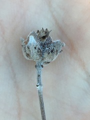 Monardella hypoleuca