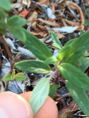 Monardella hypoleuca