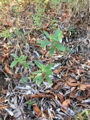 Monardella hypoleuca