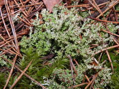 Cladonia crispata crispata