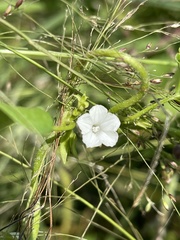 Ipomoea plebeia africana