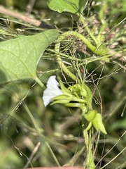 Ipomoea plebeia africana