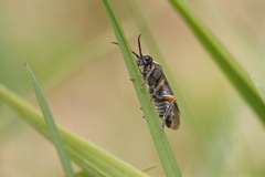 Symphyta