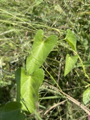 Ipomoea plebeia africana