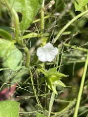 Ipomoea plebeia africana