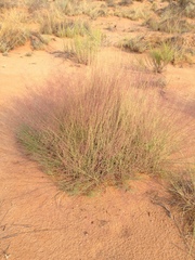 Muhlenbergia pungens