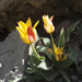 Tulipa dubia - Photo (c) Svetlana Nesterova, algunos derechos reservados (CC BY-NC), subido por Svetlana Nesterova