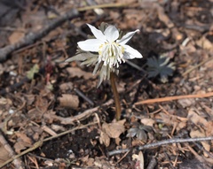Eranthis stellata