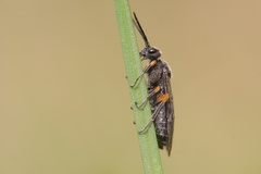 Symphyta
