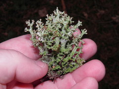Cladonia crispata crispata