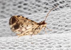 Nacoleia