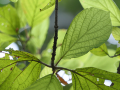 Mitragyna parvifolia