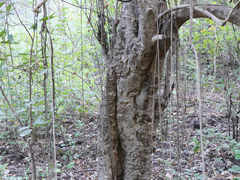 Mitragyna parvifolia