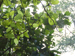 Mitragyna parvifolia