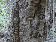 Mitragyna parvifolia