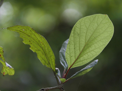 Mitragyna parvifolia