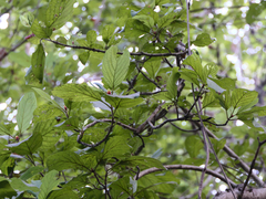 Mitragyna parvifolia