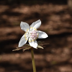 Eranthis stellata