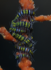 Ophiothela