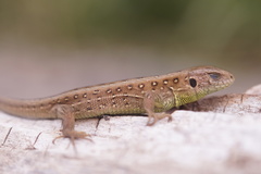Lacerta agilis