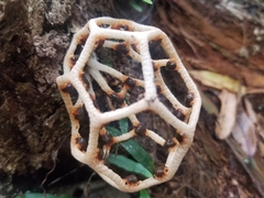 Clathrus chrysomycelinus