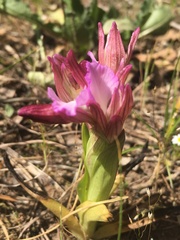 Anacamptis papilionacea papilionacea