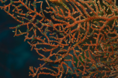 Ophiothela