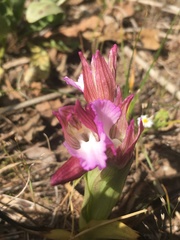 Anacamptis papilionacea papilionacea