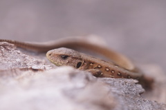 Lacerta agilis