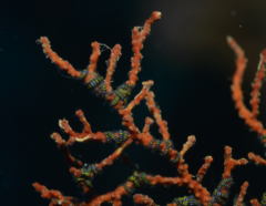Ophiothela