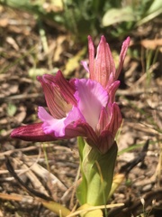 Anacamptis papilionacea papilionacea