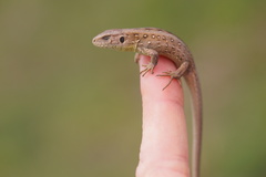 Lacerta agilis