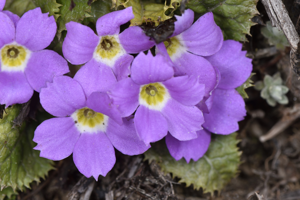 Primula gracilipes