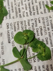 Euphorbia crenulata