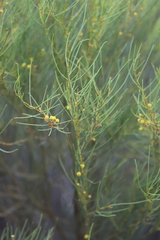 Acacia calamifolia
